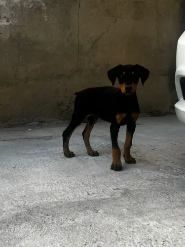 Filhote de Doberman 