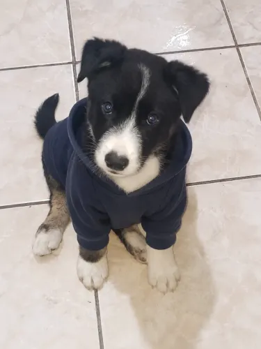 Vende se filhote de 4 meses da raça border collie com pastor alemão
