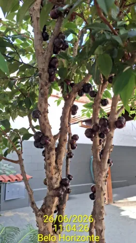 Jaboticabeira no vaso.