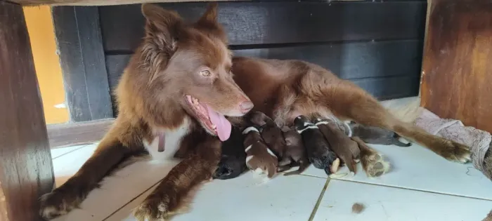 Filhotes Puros de Border Collie Marrons (cores raras) - NÃO PERCA ESSA CHANCE!