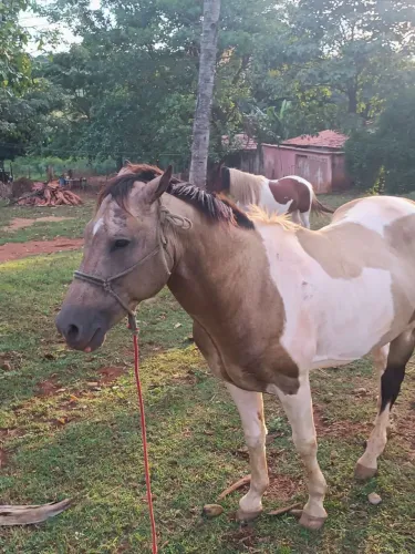 Cavalo quarto de milha 