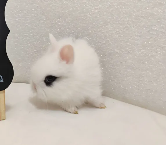 Mini Coelhos Netherland, Lop e Lion Head