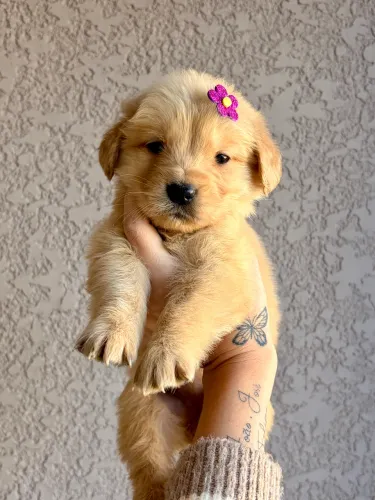 Golden retriever