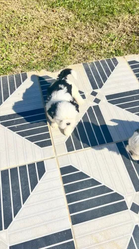 Vendo filhote de shih tzu