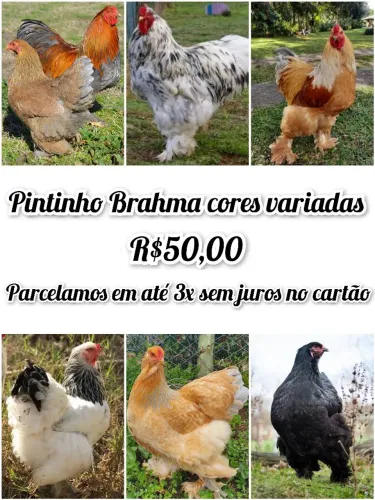 pintinho Brahma cores variadas 