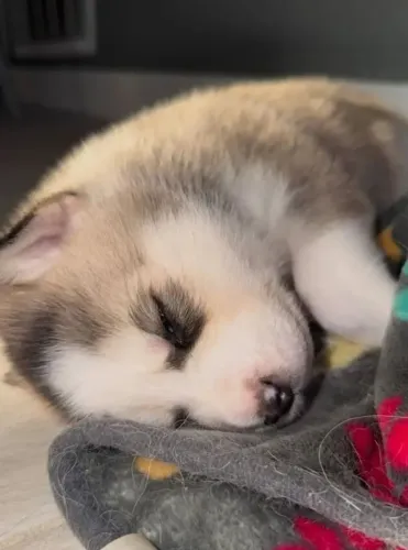 Husky siberiano O pet ideal para quem procura qualidade