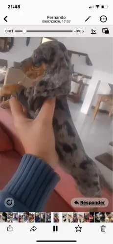 Basset Mofado