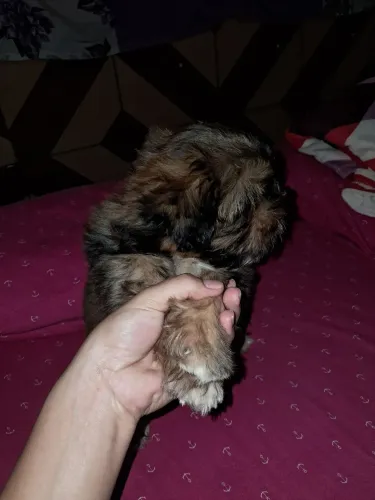 Vendo filhote de shih tzu machinho com 2 meses de vida ja vacinado