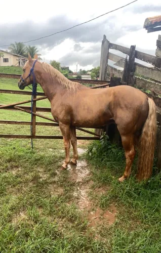 Cavalo