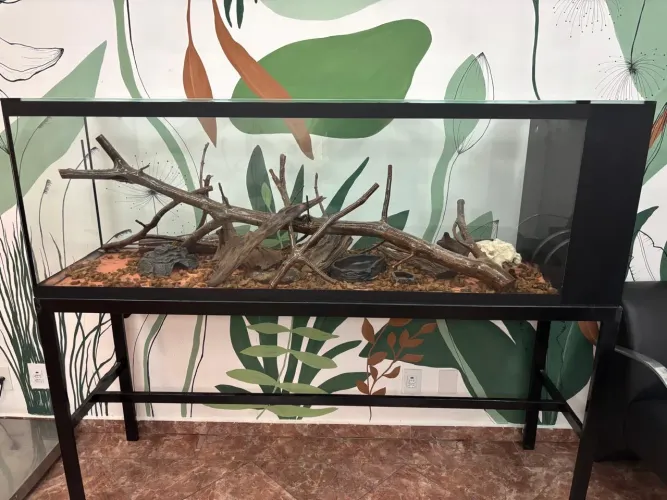 Terrário ou aquário 