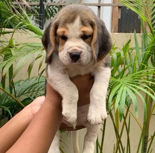 Filhotes de Beagle | Sempre cercado de carinho.