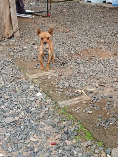 Pinscher Duas fêmeas e macho zero