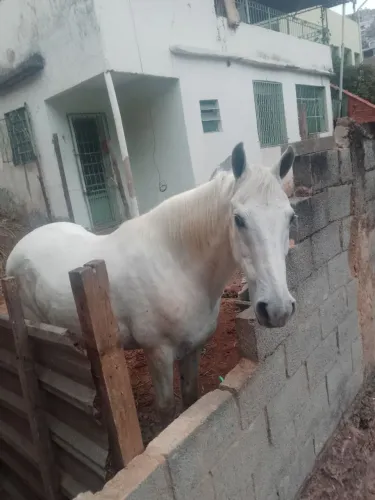 Cavalo