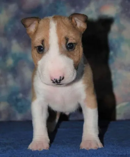 Bull Terrier Carinho que transforma o cotidiano