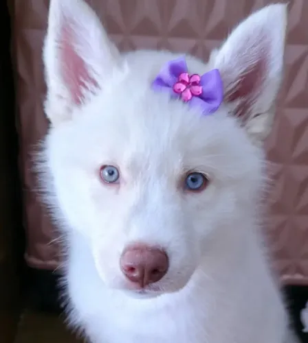 Filhote Husky Femea Belissima