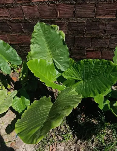 Planta orelha de elefante