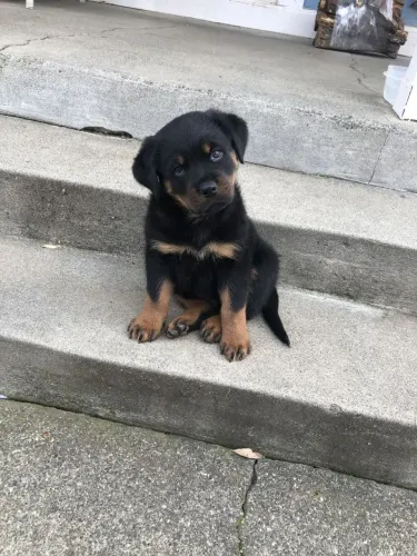 Rottweiler O jeitinho mais bonito de preencher um lar vazio