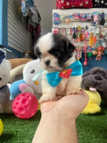 Shihtzu macho preto e branco disponível 