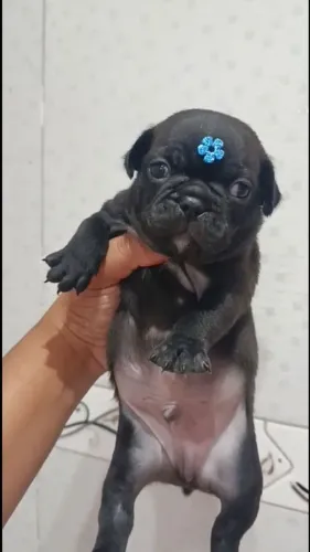 Carinha amassada, olhar apaixonante e muito carinho para dar ? venha conhecer nossos lindo