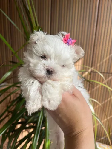 Maltês Fêmea Liberada!! Uma Princesinha