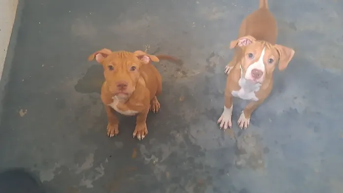 2 filhotes de pitbull disponível 