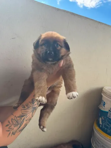 FILHOTES DE PASTOR MALINOIS