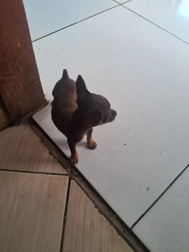 Vendo filhotes de pinscher machinho