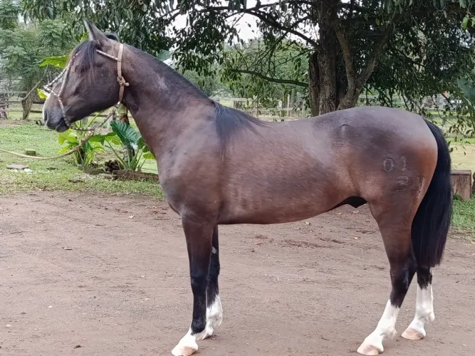 Potro Crioulo 