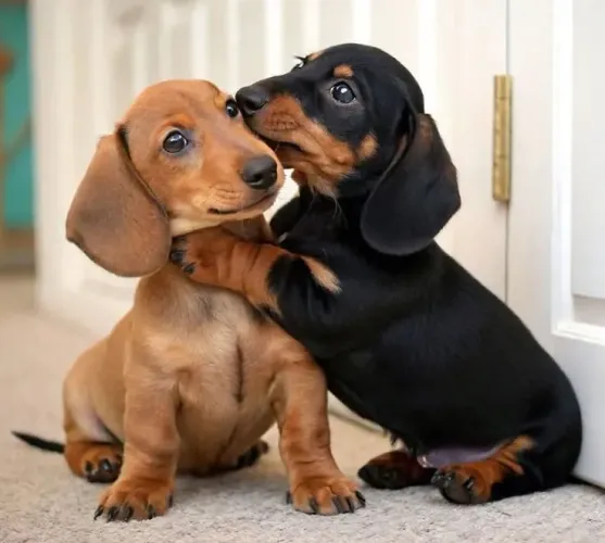 Basset miniatura procedência puros bebês r