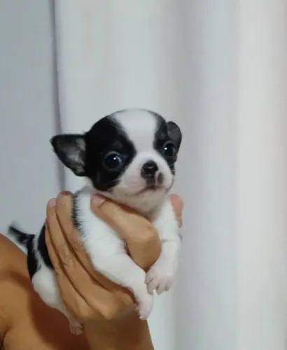 Vende-se filhote de chihuahua macho miniatura