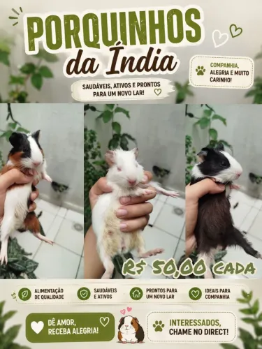 Filhotes de porquinho da índia 
