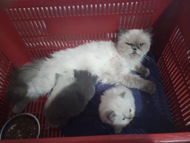 Troco filhote de gato Persa por macho adulto até 1 ano .