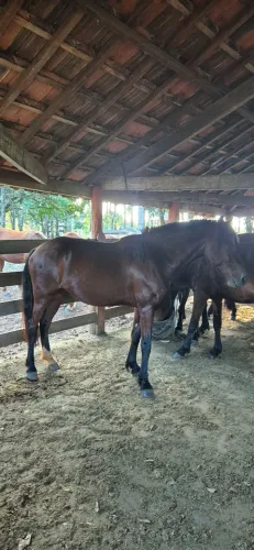 Cavalo Mangalarga Larga 