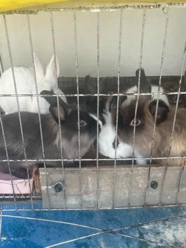 Vendo duas coelhas e três filhotes e um coelho macho