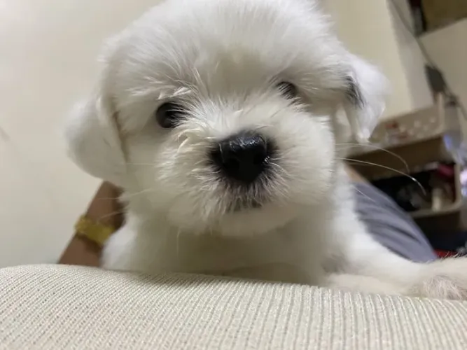 Maltês micro charmoso