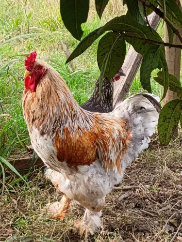 Galo, galinha ovos