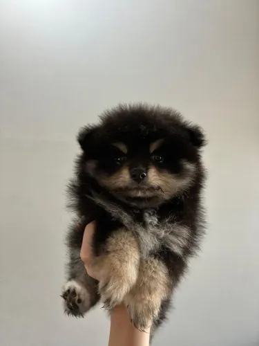 Spitz alemão