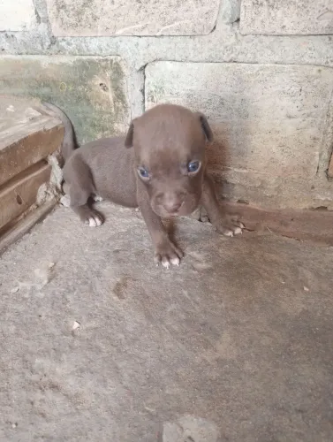 Vendo um filhote de Pit Bull com 23 dias de nascido já está comendo ração pai e mãe no lo
