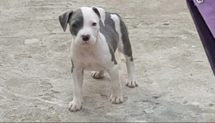Filhote de Pitbull APBT.