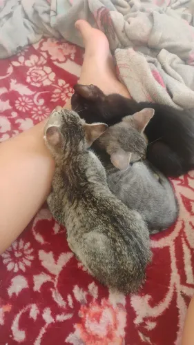 Doa-se gatinhos