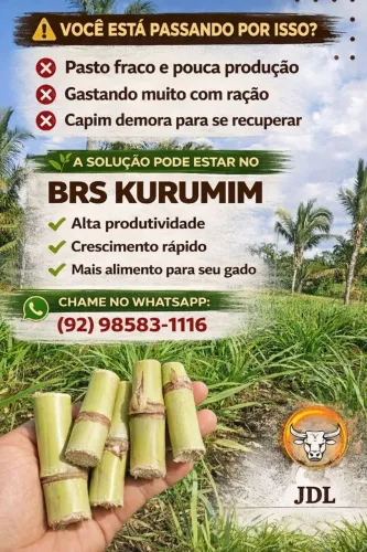 Pastor com alto índice proteico, BRS KURUMIM!!