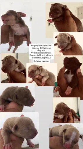 Pitmonster - 3 machos e 3 fêmeas disponíveis (LEIA A DESCRIÇÃO)