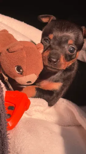 Pinscher fêmea miniatura a pronta entreg