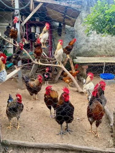 Galinhas , galos , frangos e pintinhos disponíveis.