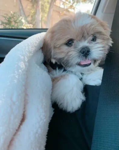 Shih Tzu Doguinho esperando para conhecer você
