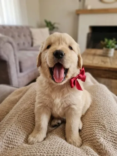 Lindos bebes labrador a pronta entrega