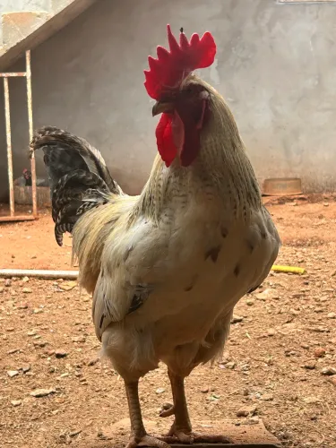 Galo Embrapa 51