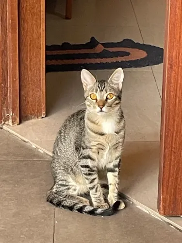 Gato rajado para a adoção