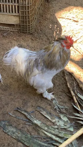 Galinha Mini Cochin casal