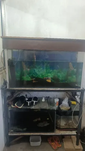 Vendo